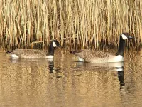 Kleine Canadesegans [Branta hutchinsii]